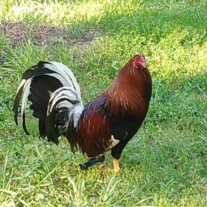 Meet your Posher, Jason